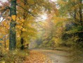 /album/autunno-e-i-suoi-frutti/autunno-e-frutti-autunnali-1-jpeg/